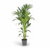 Howea forsteriana – Tropical indoor Kentia palm - Verdeia - 9