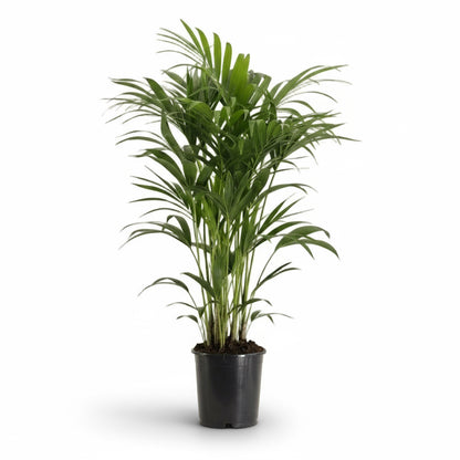 Howea forsteriana – Palmier Kentia d’intérieur tropical - Verdeia