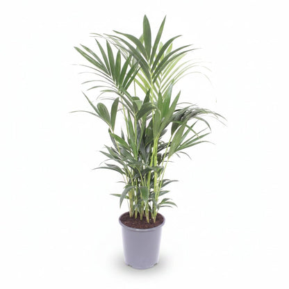 Howea forsteriana (Palmier Kentia) - Verdeia - 15