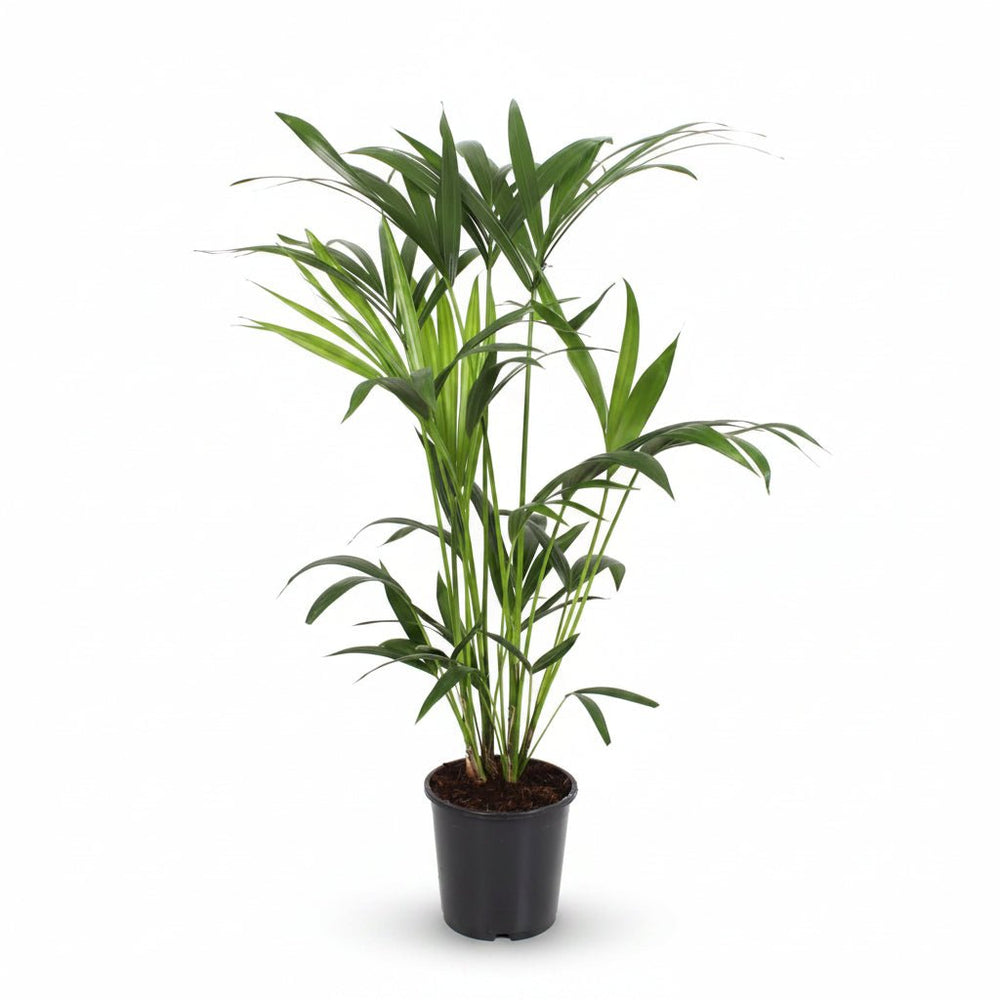 palme plante indendørs Howea forsteriana — Indendørs Kentia-palme