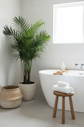 Howea forsteriana (Palma Kentia) - Verdeia - 11
