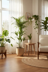 Howea forsteriana (Palma Kentia) - Verdeia - 13