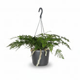 Humata tyermannii – Helecho “Pata de Oso” – D17 x H20cm - Verdeia - 1