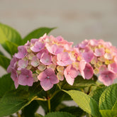 Hydrangea arborescens ‘Pink Annabelle’ – Hortensia rosa bola – D19 x A30 cm - Verdeia - 1