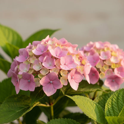 Hydrangea arborescens ‘Pink Annabelle’ – Hortensia rose boule – D19 x H30 cm - Verdeia