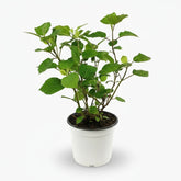 Hydrangea arborescens ‘Pink Annabelle’ – Hortensia rosa bola – D19 x A30 cm - Verdeia - 2