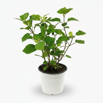 Hydrangea arborescens ‘Pink Annabelle’ – Hortensia rose boule – Ø19cm – ↕30cm - Verdeia