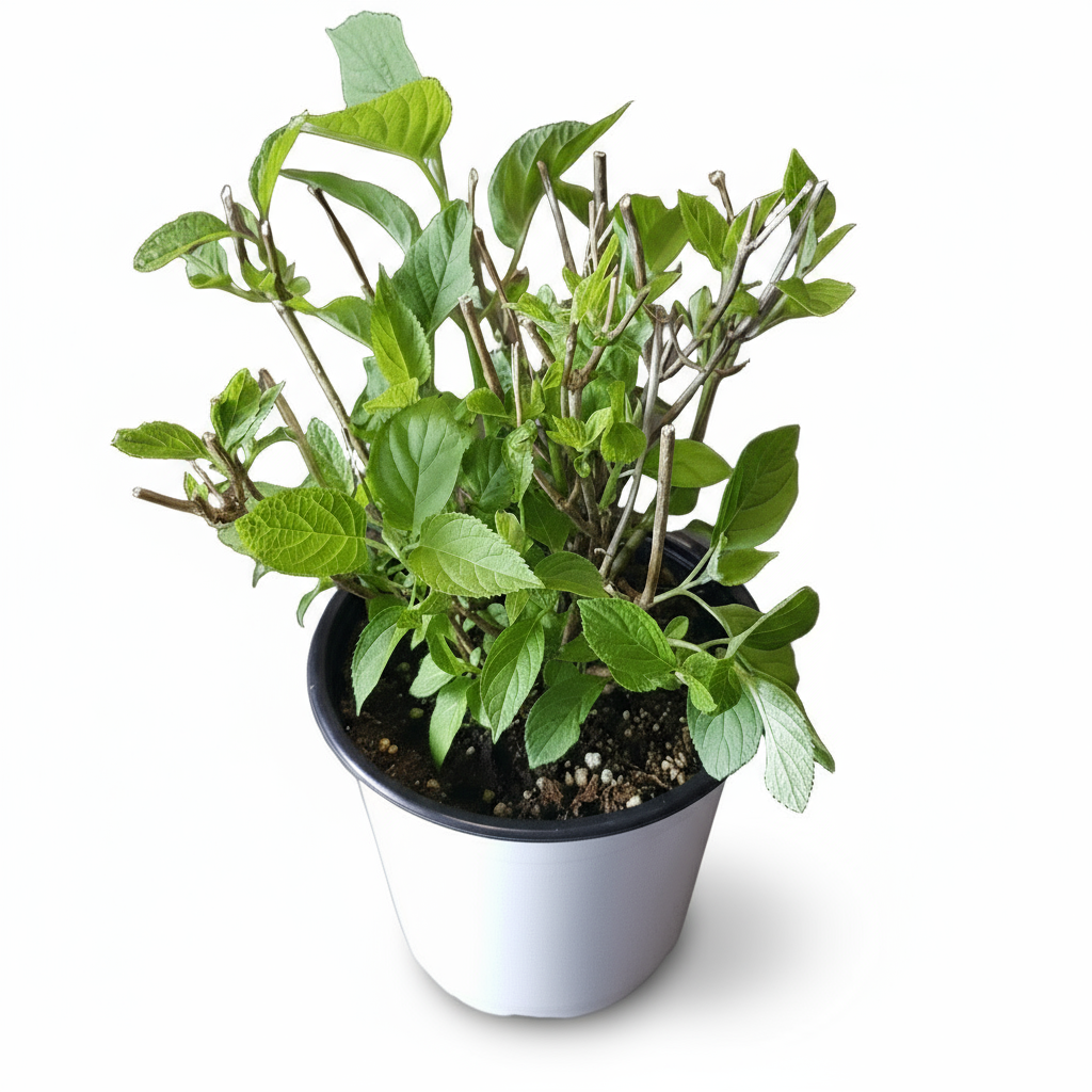 Hydrangea arborescens ‘Strong Annabelle’® – Hortensia bola blanca – Ø19cm – ↕30cm - Verdeia - 2