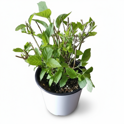 Hydrangea arborescens ‘Strong Annabelle’® – Hortensia boule blanc – Ø19cm – ↕30cm - Verdeia