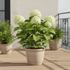 Hydrangea arborescens ‘Strong Annabelle’® – Hortensia boule blanc – Ø19cm – ↕30cm - Verdeia