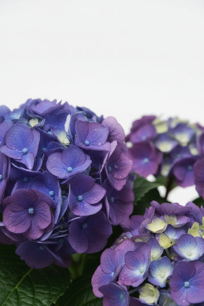 Hortensia Crystal Palace (Hortensia violet - blå) - H45 cm | Potte Ø23 cm - Verdeia - 2