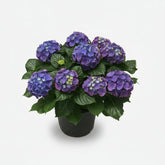Hortensia Crystal Palace (Hortensia violet - blå) - H45 cm | Potte Ø23 cm - Verdeia - 1