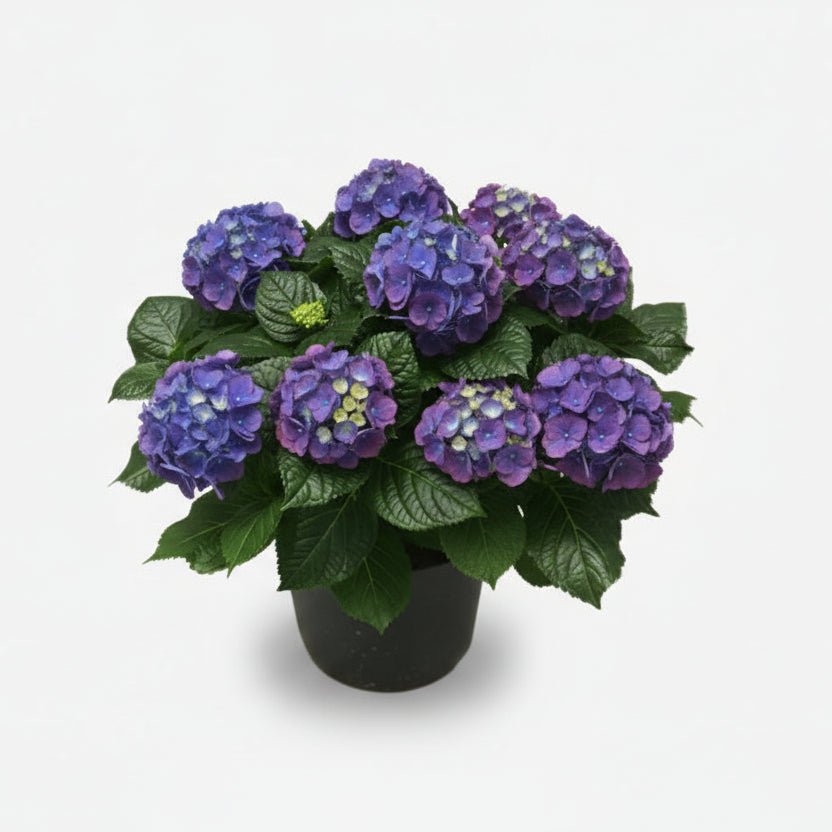 Hortensia Crystal Palace (Hortensia violet - blå) - H45 cm | Potte Ø23 cm - Verdeia - 1