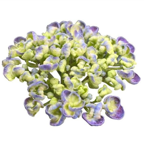 Hydrangea &