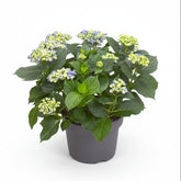 Hydrangea &