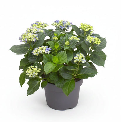 Hydrangea &