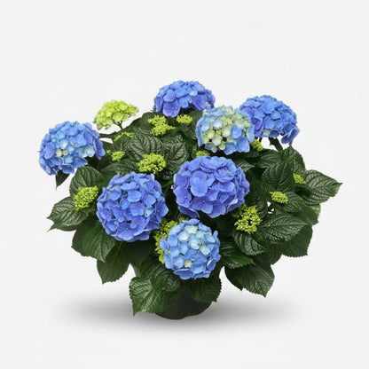 Hydrangea Early Blue (Hortensia bleu) - H45 cm | Pot Ø23 cm - Verdeia - 1