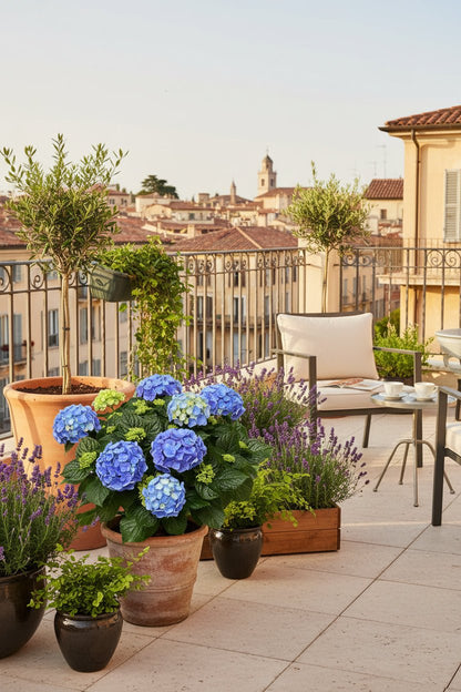 Hydrangea Early Blue (Hortensia bleu) - H45 cm | Pot Ø23 cm - Verdeia - 3