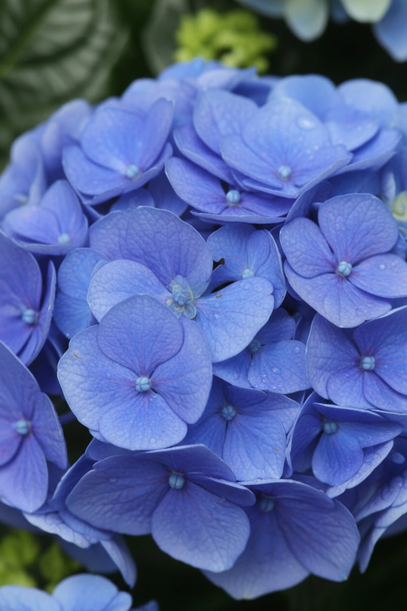 Hydrangea Early Blue (Hortensia bleu) - H45 cm | Pot Ø23 cm - Verdeia - 2