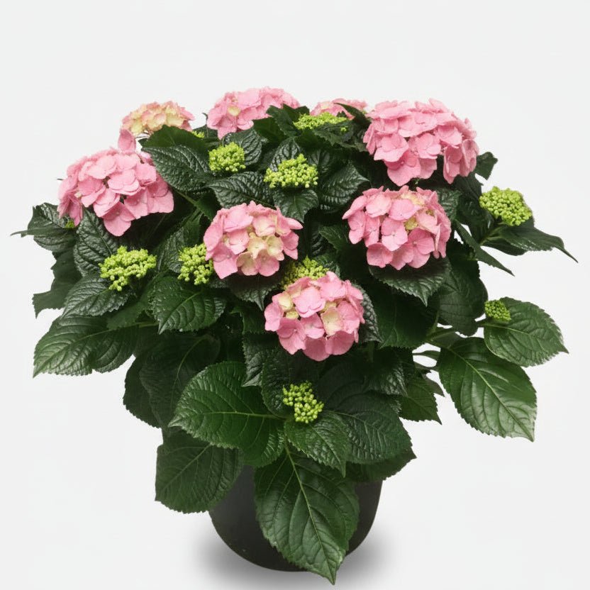 Hydrangea Early Rosa (Hortensia rose) - H45 cm | Pot Ø23 cm - Verdeia - 1