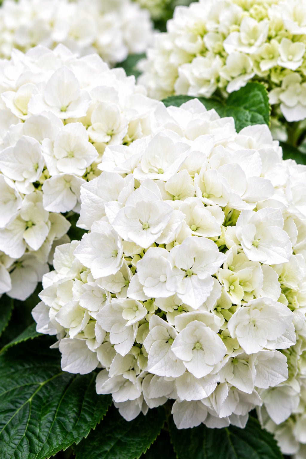 Hydrangea macrophylla Forever &amp; Ever® Blanc (Hortensia remontant) — H55 cm | Pot Ø23 cm - Verdeia - 1