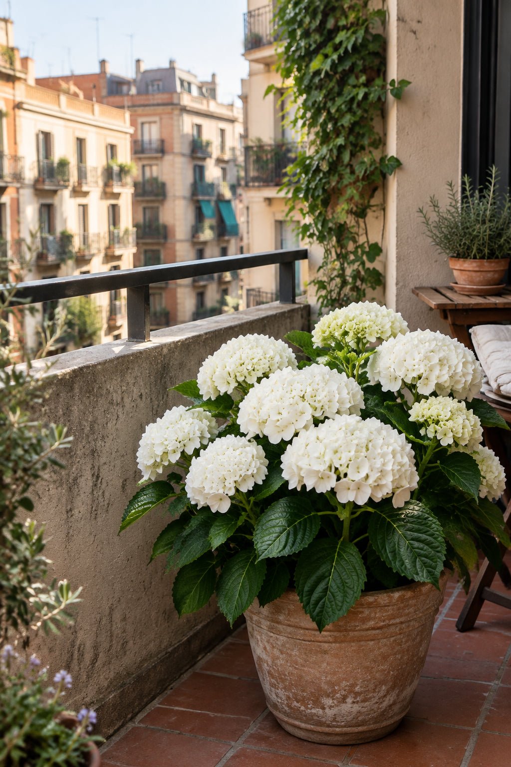 Hydrangea macrophylla Forever &amp; Ever® Blanc (Hortensia remontant) — H55 cm | Pot Ø23 cm - Verdeia - 5