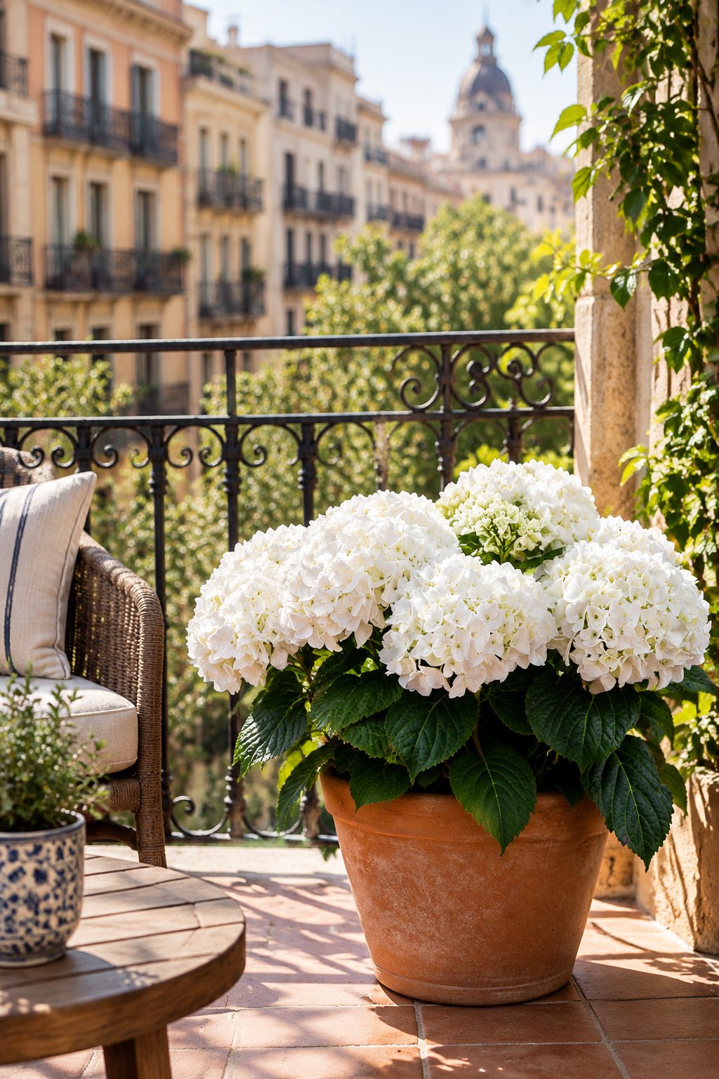 Hydrangea macrophylla Forever &amp; Ever® Blanco (Hortensia remontante) — H55 cm | Maceta Ø23 cm - Verdeia - 3