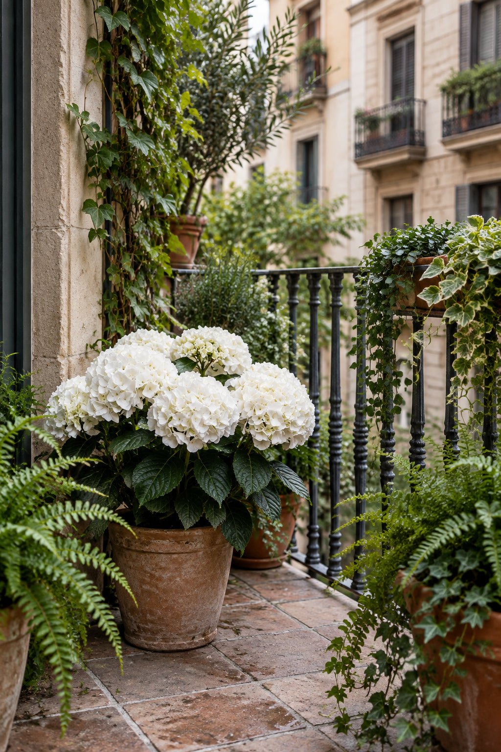 Hydrangea macrophylla Forever &amp; Ever® Blanc (Hortensia remontant) — H55 cm | Pot Ø23 cm - Verdeia - 4