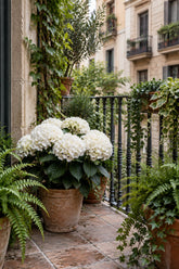 Hydrangea macrophylla Forever & Ever® Blanc (Hortensia remontant) — H55 cm | Pot Ø23 cm - Verdeia - 4