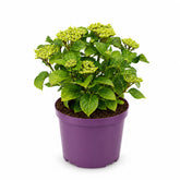 Hydrangea macrophylla Forever & Ever® Bleu (Hortensia remontant) — H55 cm | Pot Ø23 cm - Verdeia - 2