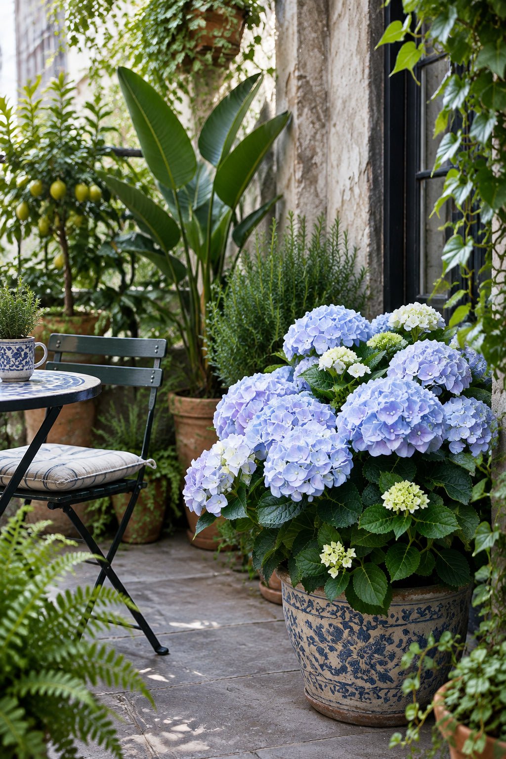 Hydrangea macrophylla Forever &amp; Ever® Bleu (Hortensia remontant) — H55 cm | Pot Ø23 cm - Verdeia - 4