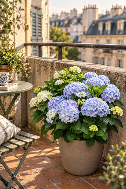 Hydrangea macrophylla Forever &amp; Ever® Bleu (Hortensia remontant) — H55 cm | Pot Ø23 cm - Verdeia - 3