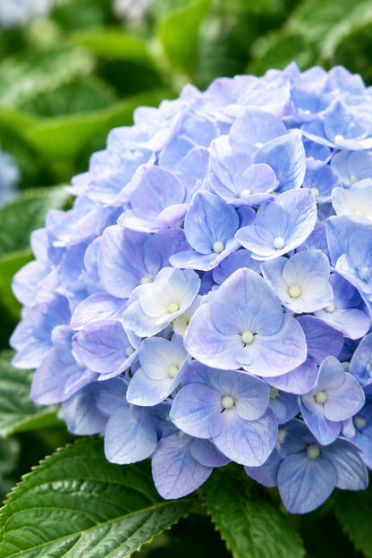 Hydrangea macrophylla Forever &amp; Ever® Bleu (Hortensia remontant) — H55 cm | Pot Ø23 cm - Verdeia - 1