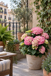 Hydrangea macrophylla Forever & Ever® Rose (Hortensia remontant) — H55 cm | Pot Ø23 cm - Verdeia - 4