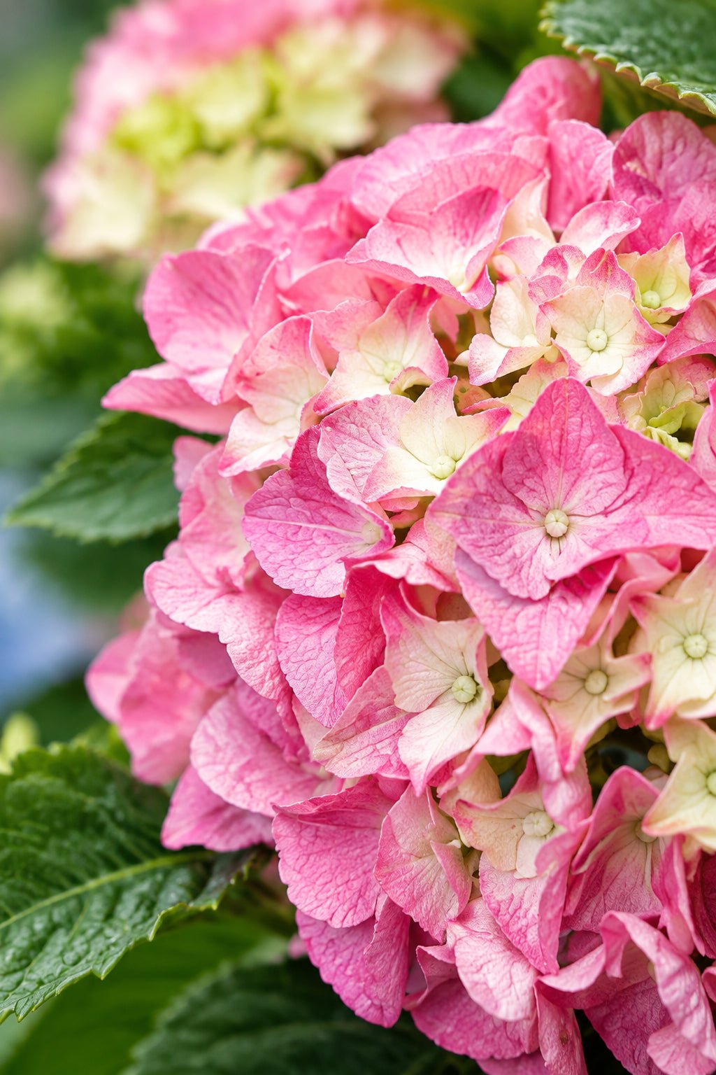 Hydrangea macrophylla Forever &amp; Ever® Rose (Hortensia remontant) — H55 cm | Pot Ø23 cm - Verdeia - 1