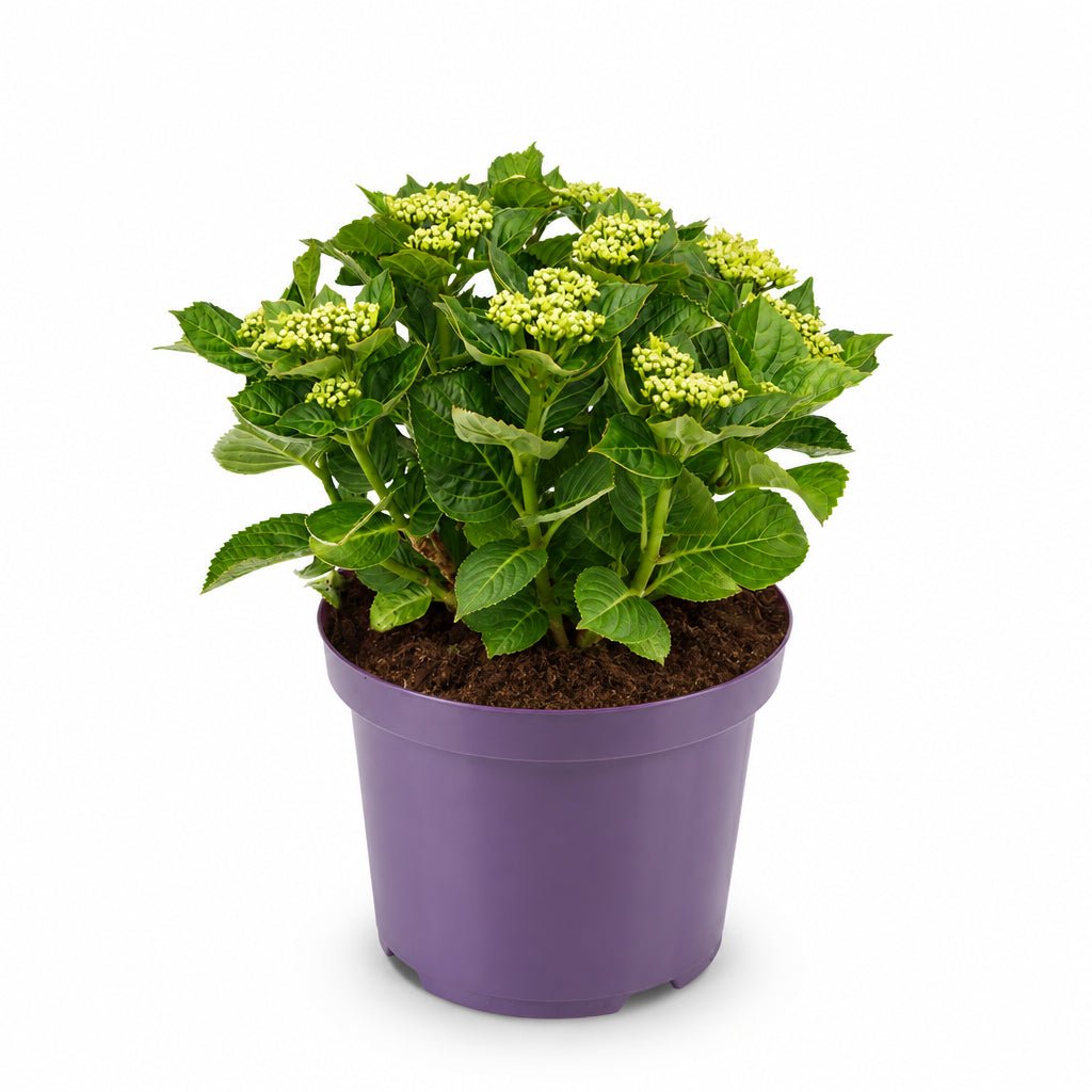 Hydrangea macrophylla Forever &amp; Ever® Rose (Hortensia remontant) — H55 cm | Pot Ø23 cm - Verdeia - 2