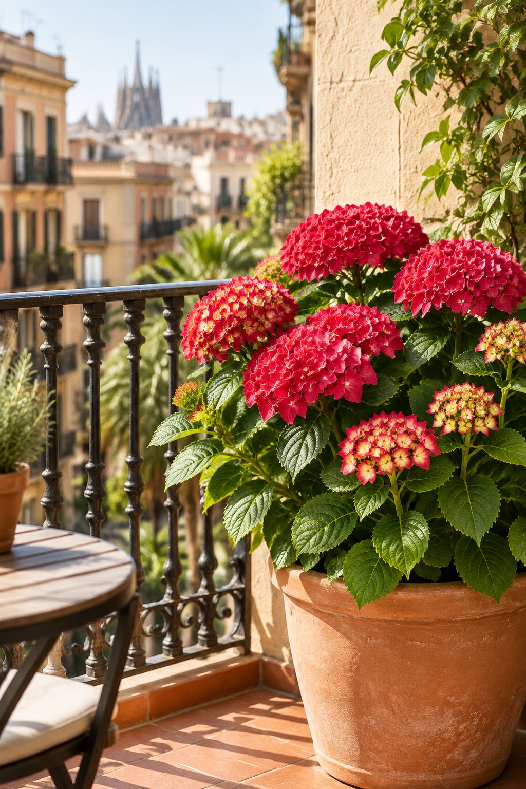 Hydrangea macrophylla Forever &amp; Ever® Rouge (Hortensia remontant) — H55 cm | Pot Ø23 cm - Verdeia - 5