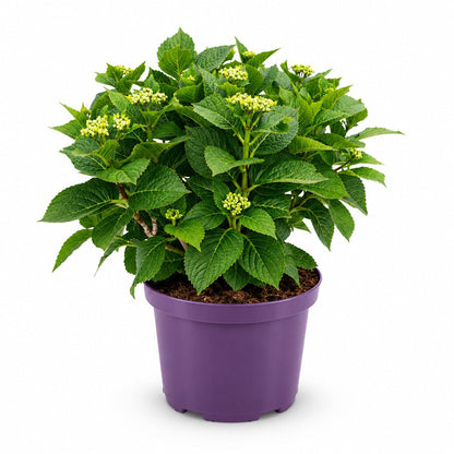 Hydrangea macrophylla Forever &amp; Ever® Violet (Hortensia remontant) — H55 cm | Pot Ø23 cm - Verdeia - 2