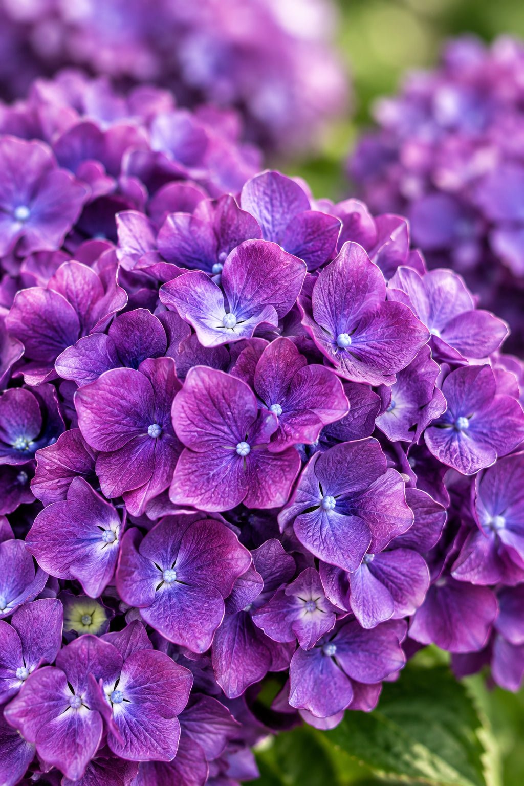 Hydrangea macrophylla Forever &amp; Ever® Violet (Hortensia remontant) — H55 cm | Pot Ø23 cm - Verdeia - 1