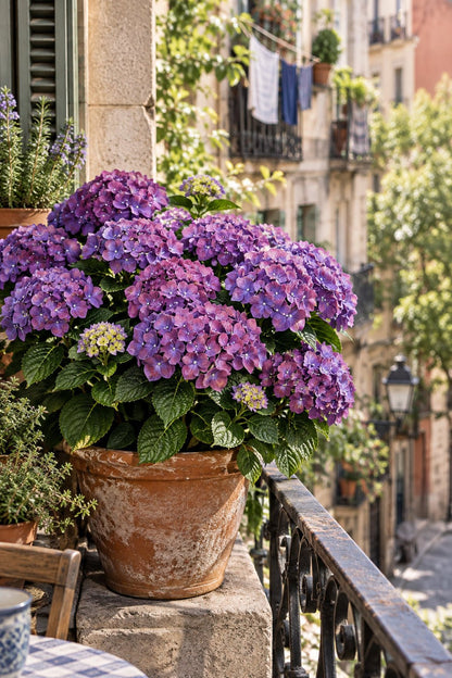 Hydrangea macrophylla Forever &amp; Ever® Violet (Hortensia remontant) — H55 cm | Pot Ø23 cm - Verdeia - 5