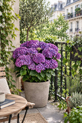 Hydrangea macrophylla Forever & Ever® Violet (Hortensia remontant) — H55 cm | Pot Ø23 cm - Verdeia - 4