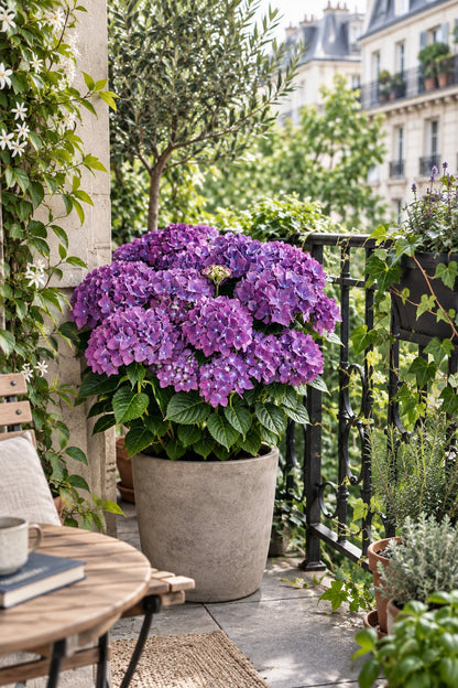Hydrangea macrophylla Forever &amp; Ever® Violet (Hortensia remontant) — H55 cm | Pot Ø23 cm - Verdeia - 4