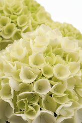 Hydrangea macrophylla (Hortensia blanc) H40 cm | Pot Ø23 cm - Verdeia - 2
