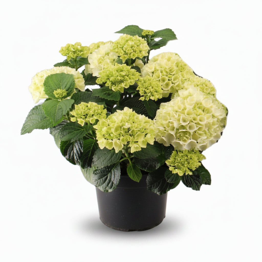 Hydrangea macrophylla (Hortensia blanc) H40 cm | Pot Ø23 cm - Verdeia - 1