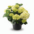 Hydrangea macrophylla (Hortensia blanc) H40 cm | Pot Ø23 cm - Verdeia - 1