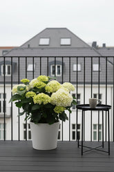 Hydrangea macrophylla (Hortensia blanc) H40 cm | Pot Ø23 cm - Verdeia - 3
