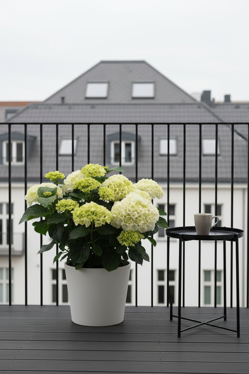 Hydrangea macrophylla (Hortensia blanc) H40 cm | Pot Ø23 cm - Verdeia - 3