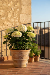 Hydrangea macrophylla (Hortensia blanc) H40 cm | Pot Ø23 cm - Verdeia - 5
