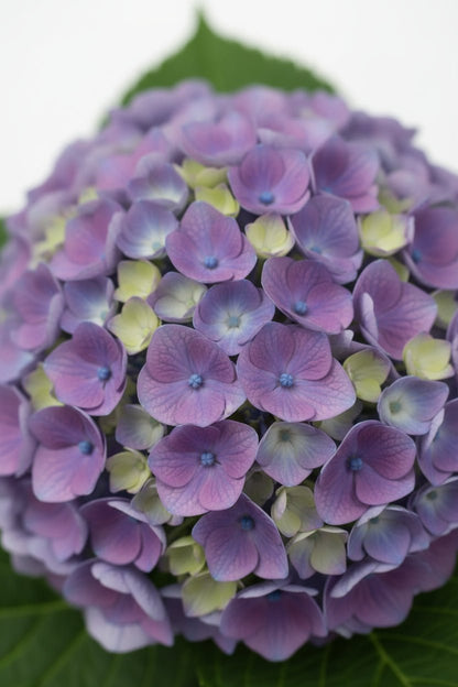Hydrangea macrophylla (Hortensia bleu) H35 cm | Pot Ø14 cm - Verdeia - 2