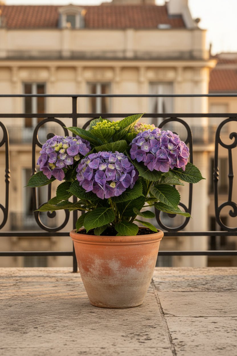 Hydrangea macrophylla (Hortensia bleu) H35 cm | Pot Ø14 cm - Verdeia - 5